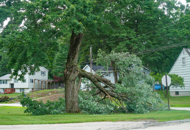 Best Arborist Services Near Me  in Westmont, CA